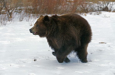 OURS KODIAK ursus arctos middendorffi