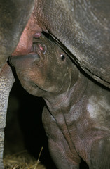 RHINOCEROS BLANC ceratotherium simum