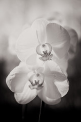 Black and white orchid