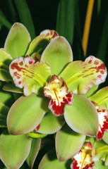 ORCHIDEE cymbidium
