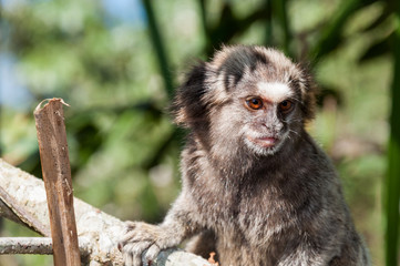 portrait of a young marmoset