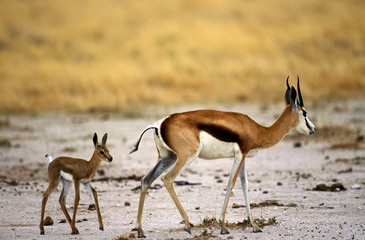 SPRINGBOK antidorcas marsupialis