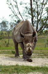 Obraz premium RHINOCEROS NOIR diceros bicornis