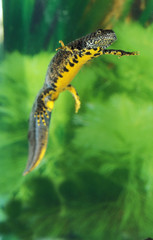 TRITON ALPESTRE triturus alpestris