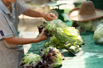 packing organic fresh vegetables