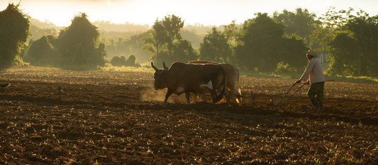 Oxen Ploughing Tobacco Field - obrazy, fototapety, plakaty