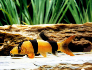 BOTIA CLOWN botia macracanthus