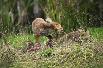 Fototapeta premium RENARD ROUX vulpes vulpes