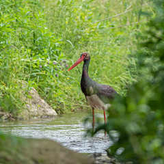 The black stork (Ciconia nigra) is a large bird in the stork family Ciconiidae. An adult black stork (Ciconia nigra) bird is looking for food on a mountain stream.