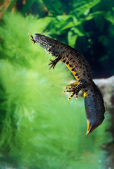 TRITON ALPESTRE triturus alpestris