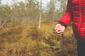 womans hand with berries in bog