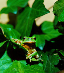 RAINETTE VERTE hyla arborea