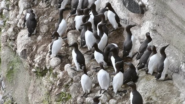 Breeding colony of common murres / common guillemots (Uria aalge) nesting on rock ledges in sea cliff face, Scotland, UK