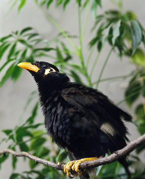 MAINATE RELIGIEUX gracula religiosa
