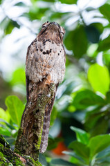 Common Potoo standing in the top of a tree branch
