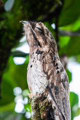 Common Potoo standing in the top of a tree branch