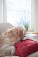 Golden retriever looking out the window