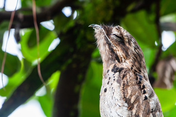 Common Potoo standing in the top of a tree branch