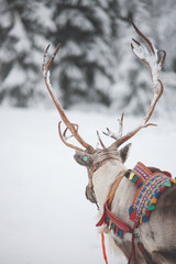 reindeer in lapland