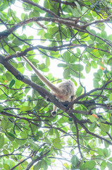 Black Howler female in the branchs of a tall tree