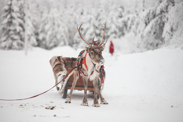 reindeer and sled in Rovaniemi © Jaana