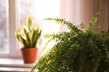 Beautiful fern plant at home, closeup view. Space for text