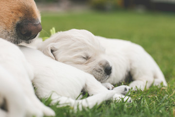 golden retriever baby sleeping on grass