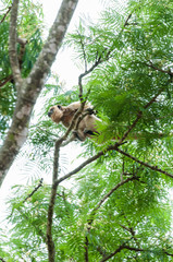 Black Howler female jumping among trees