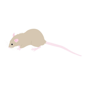 Pet cute Rat. cute Decorative rat. Domestic rat on a white background