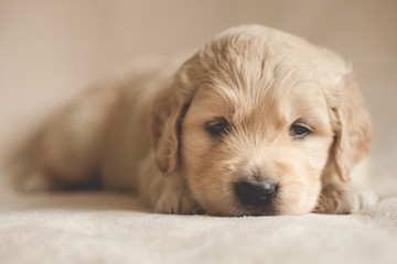 sleepy golden puppy