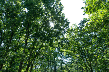 森の中から見上げる太陽