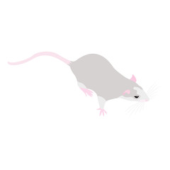 Obraz premium Pet cute Rat. cute Decorative rat. Domestic rat on a white background