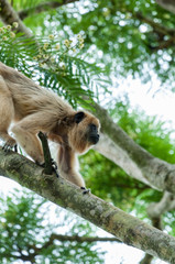 Black Howler female climbing some tree branches