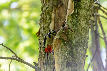 Life of forest birds in the forest in the warm summer