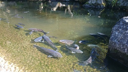 池の鯉