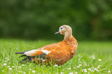 Ruddy Shelduck in the natural habitat. The ruddy shelduck (Tadorna ferruginea), known in India as the Brahminy duck, is a member of the family Anatidae.