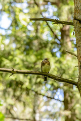 Life of forest birds in the forest in the warm summer