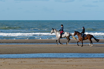 Chevaux Koksijde