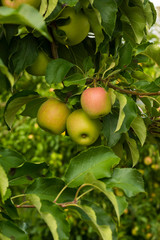 Apples on tree