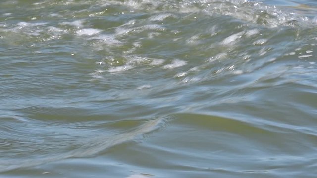 Young grey seal / gray seal (Halichoerus grypus) swimming and diving under at sea, Scotland