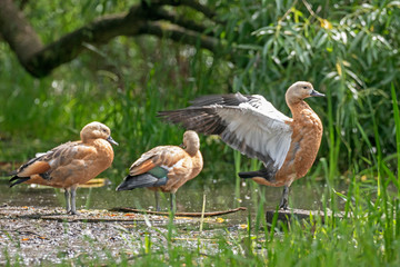 Ruddy Shelduck in the natural habitat. The ruddy shelduck (Tadorna ferruginea), known in India as the Brahminy duck, is a member of the family Anatidae.