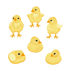 Set of little chickens. Sleeping, standing and sitting chickens. Vector cartoon illustration