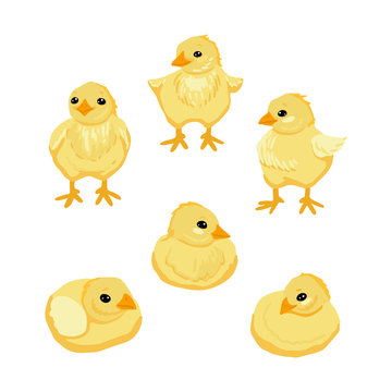 Set of little chickens. Sleeping, standing and sitting chickens. Vector cartoon illustration
