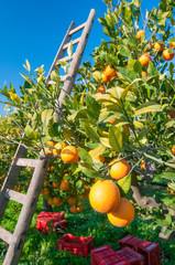 View of some tarocco oranges on tree and a wooden ladder during harvest time in Sicily