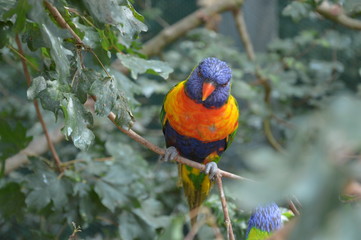rainbow lorikeet in a tree