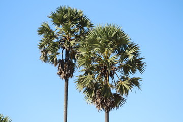  tree against blue sky