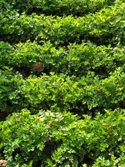 greens in the garden