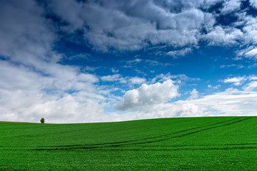Fototapeta na wymiar Green Meadow or Field with Clouds on Blue Sky. Empty Nature Background for Graphic Designs.