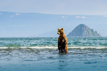 Ruling the landscape, brown bears of Kamchatka (Ursus arctos beringianus) © vaclav