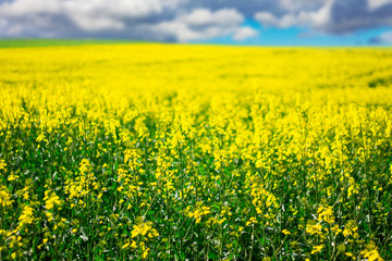 Obraz premium Rapseed Field with Blue Sky and Clouds on Blurred Background. Oilseed Meadow.